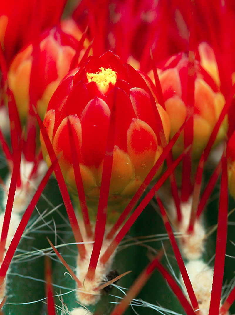 Ferocactus pilosus